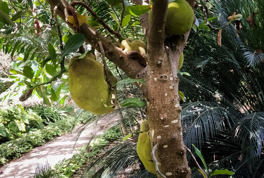 Botanical Garden tenerife with kids (6)