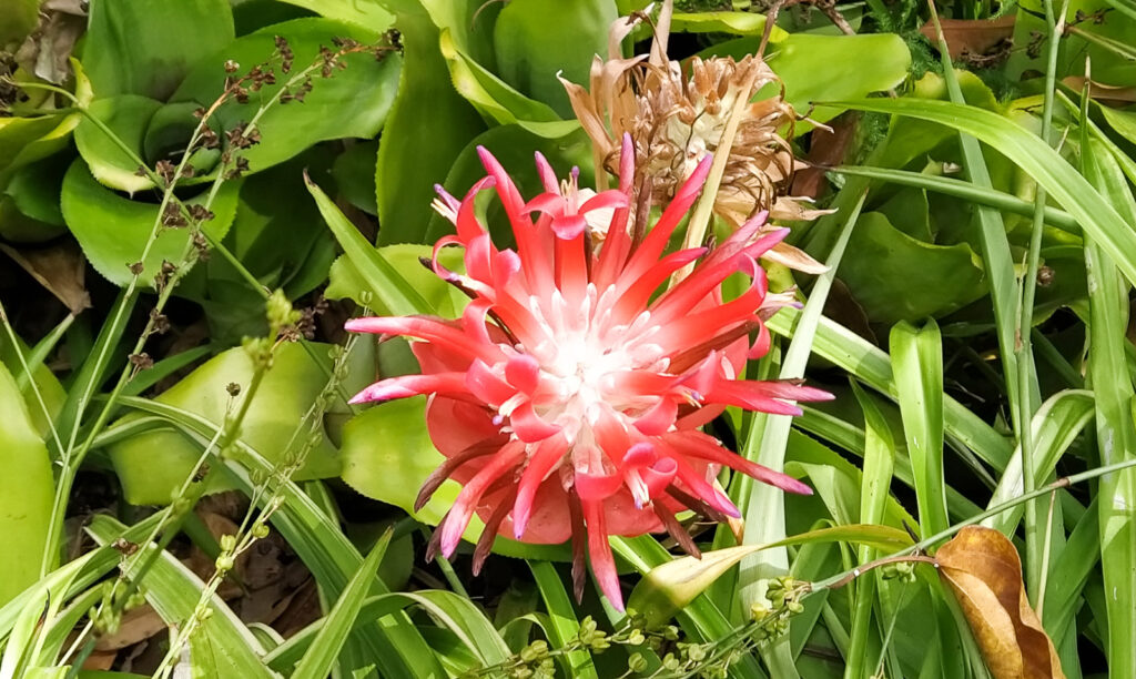 Botanical Garden tenerife with kids (7)