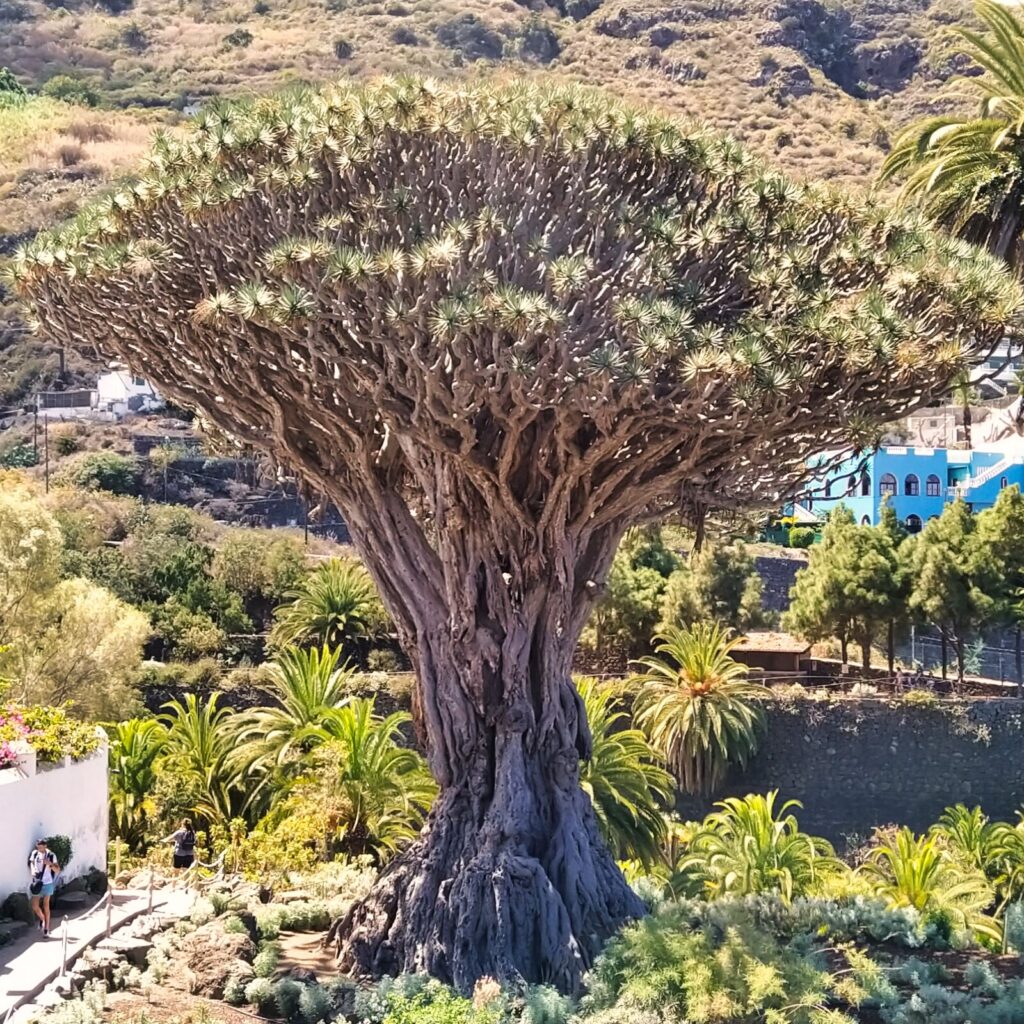 dragon tree tenerife with kids (7)