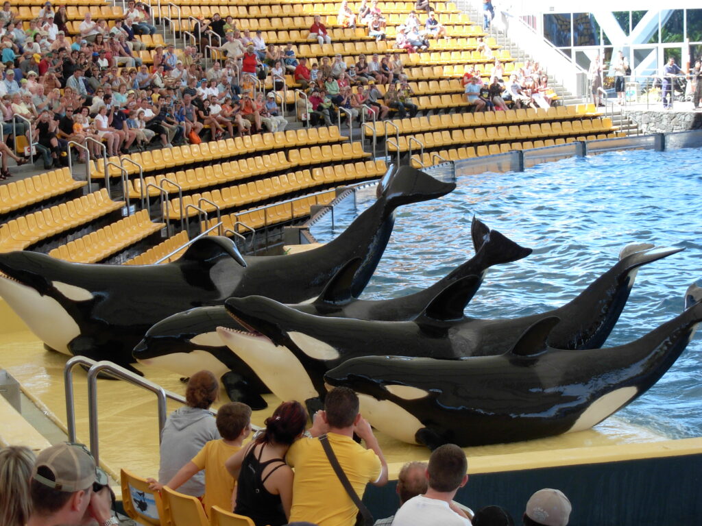 loro park tenerife with kids
