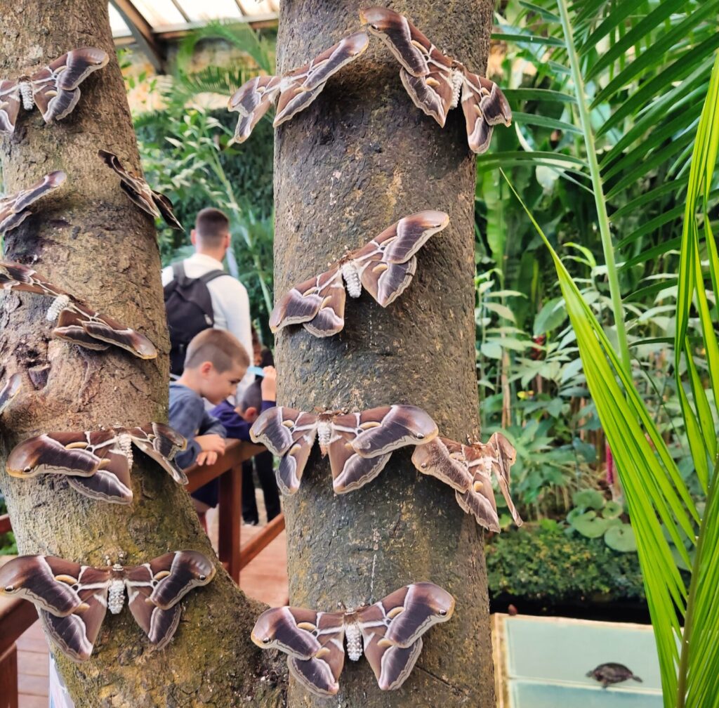mariposario tenerife tenerife with kids (11)