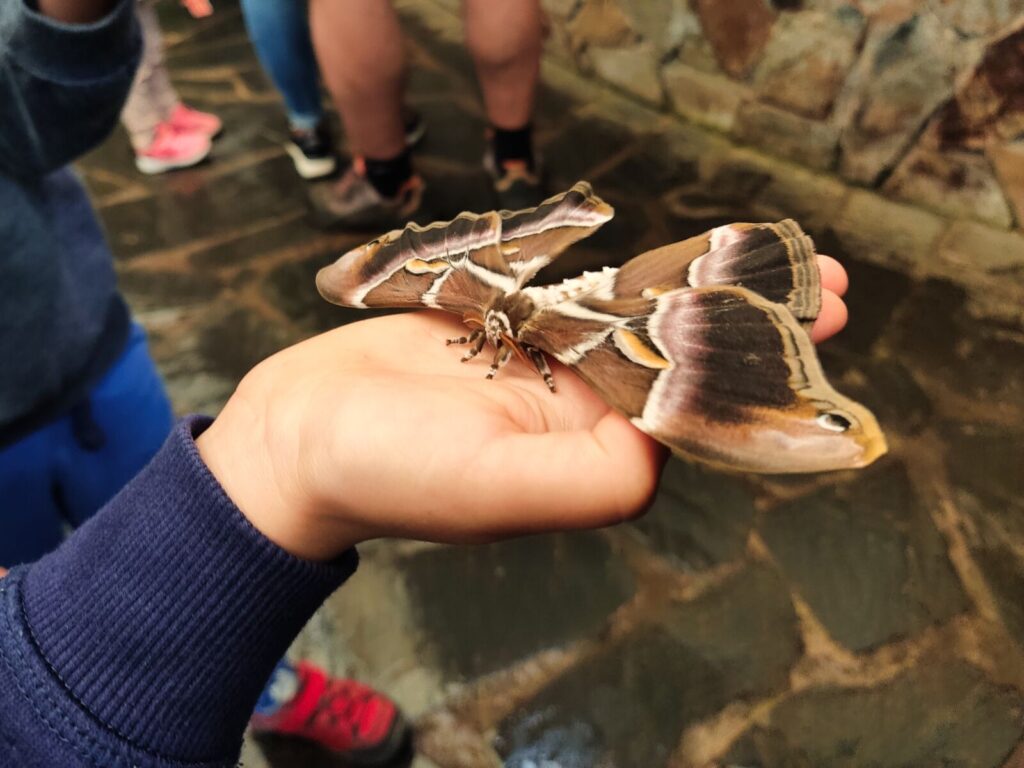 mariposario tenerife tenerife with kids (8)