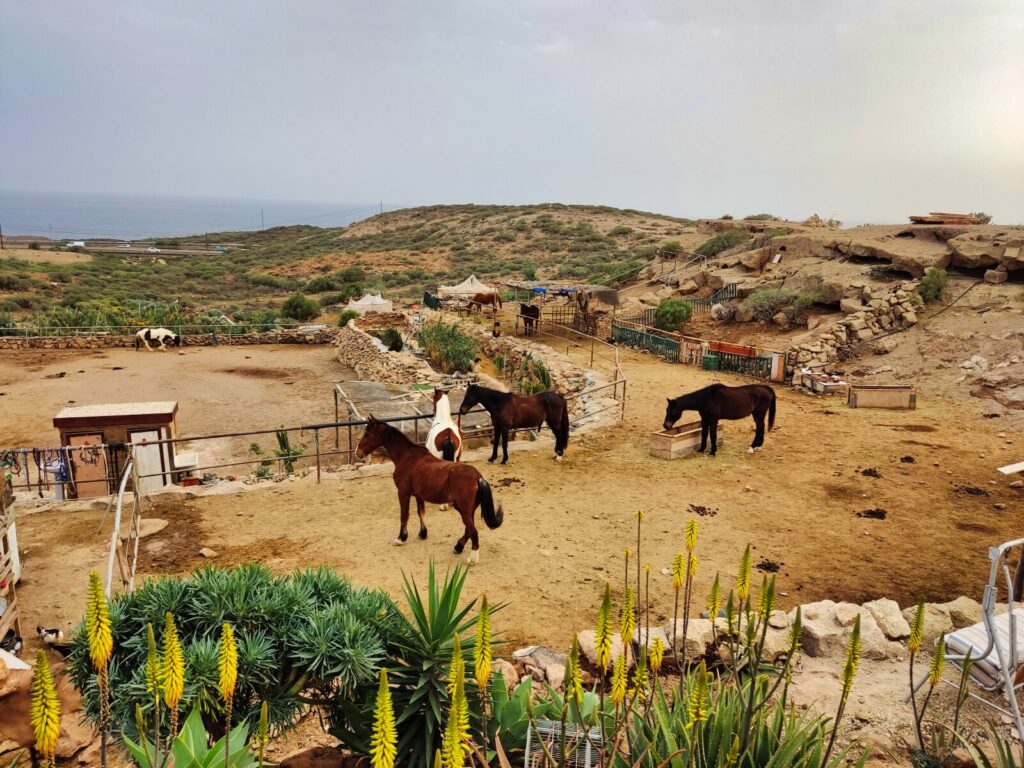 tenerife horse rescue tenerife with kids (3)