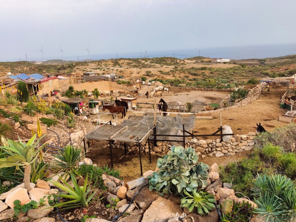 tenerife horse rescue tenerife with kids (9)