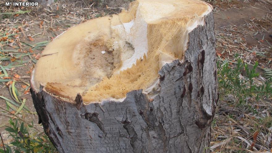 dragon tree destroyed illegally galdar gran canaria file