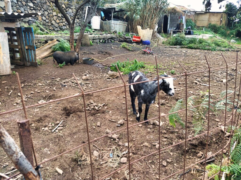 guachinche (11)