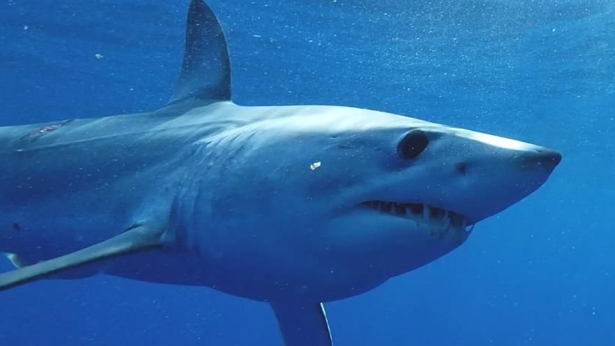 mako shark pilot whale tenerife viral video file