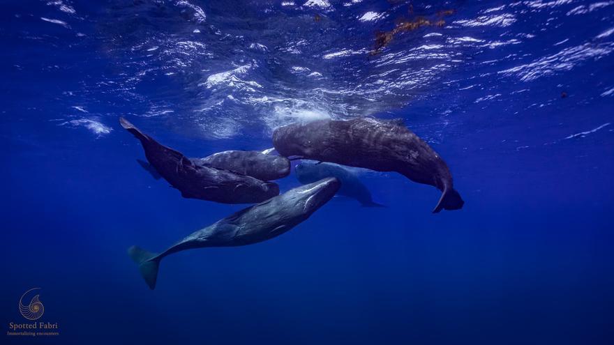 sperm whale deaths conservation crisis canary islands file