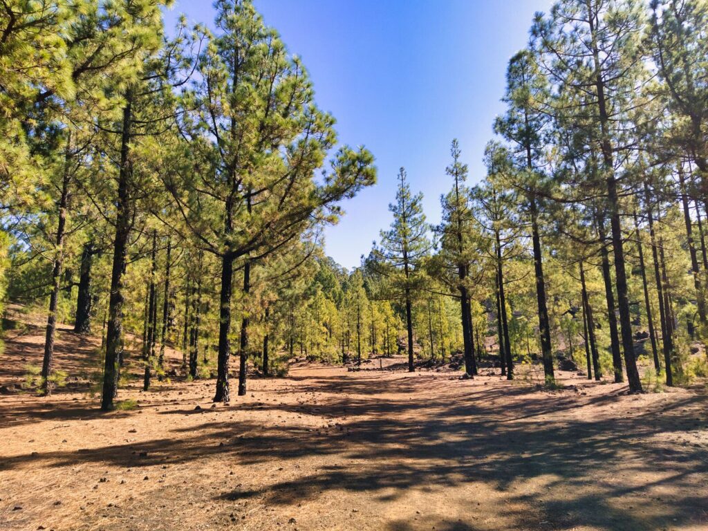 treking hiking chinyero (1)