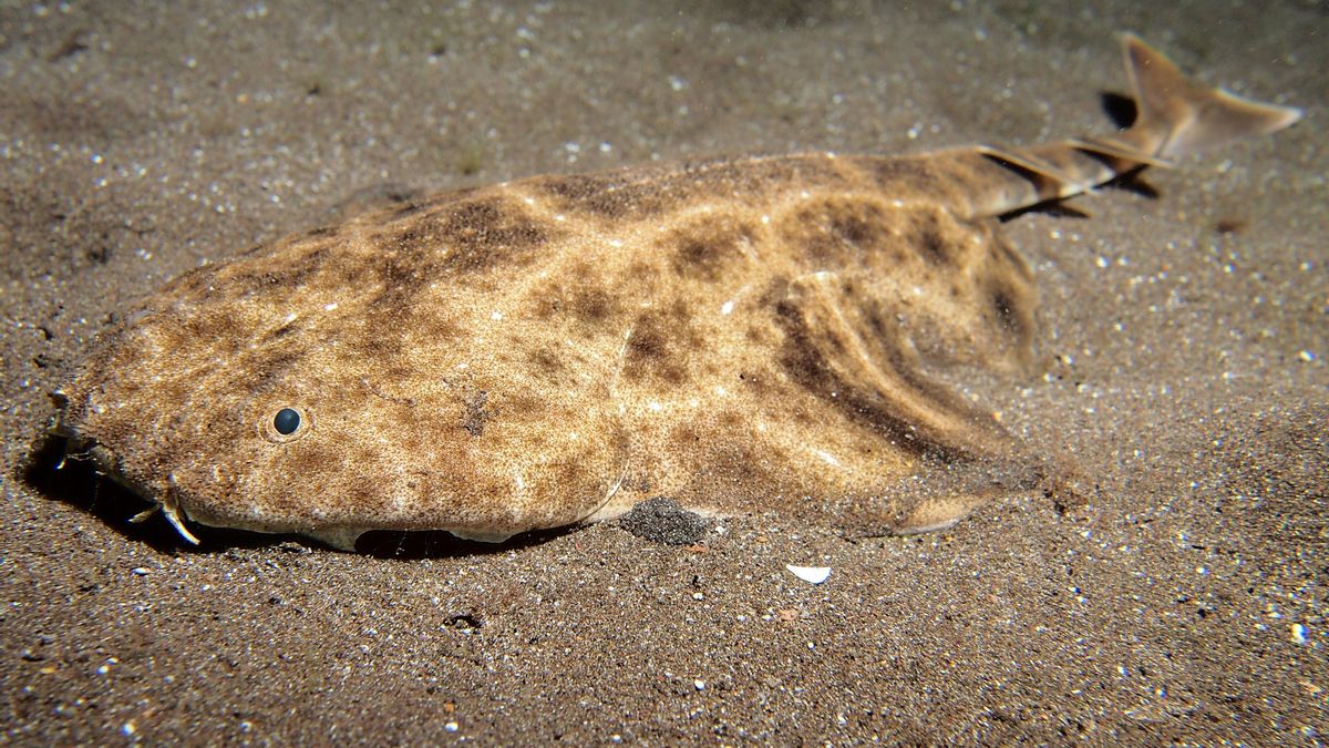 angel sharks Canary Islands climate change  