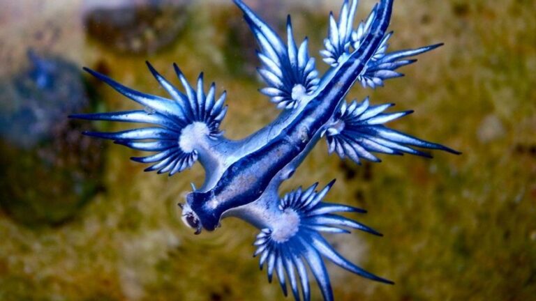 blue dragon sea slugs lanzarote file