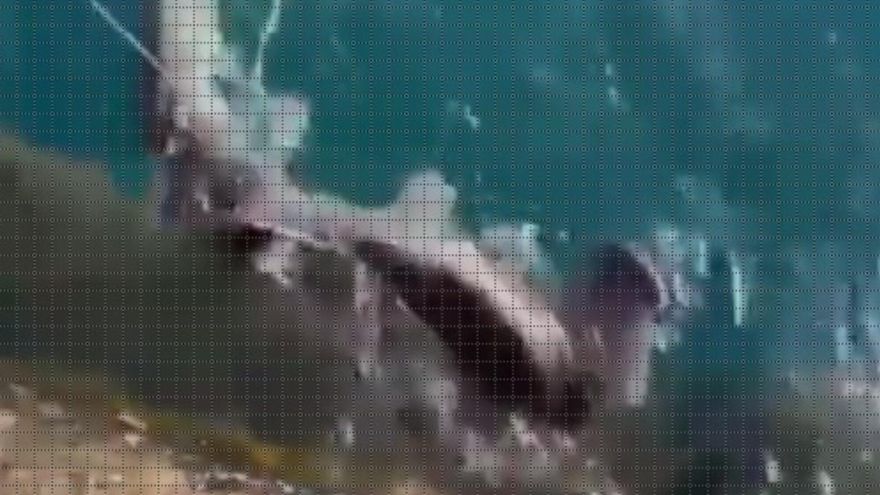 rare hammerhead shark lanzarote arrieta pier file