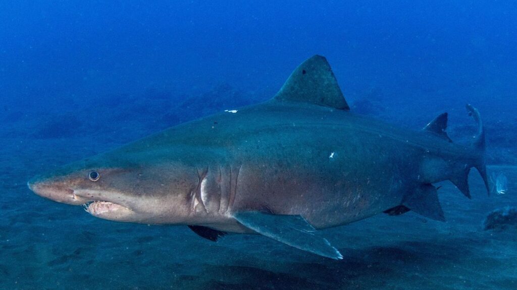 rare solrayo shark sighting el hierro file
