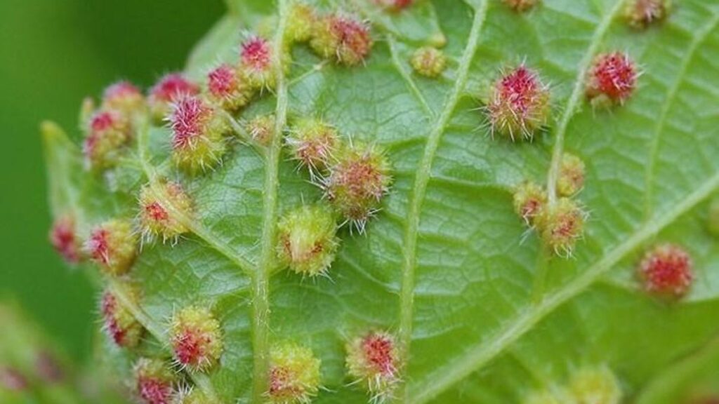 tenerife vineyards phylloxera outbreak file