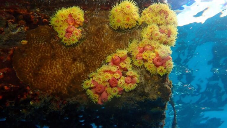 invasive pacific coral canary islands threat file