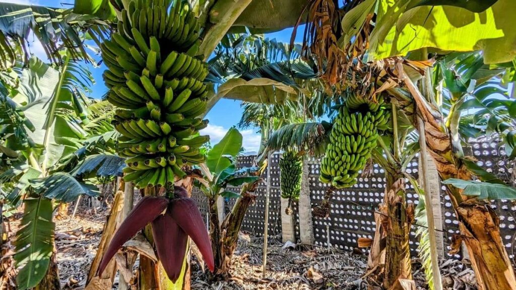pesticides beneficial insects canary islands banana file