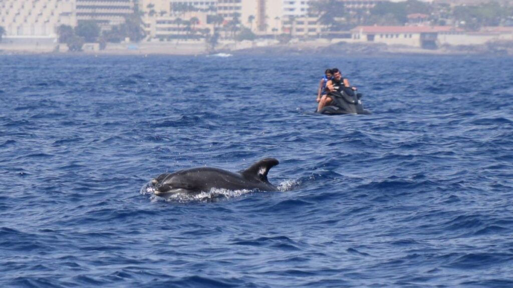 tenerife whale sanctuary tourism threat file