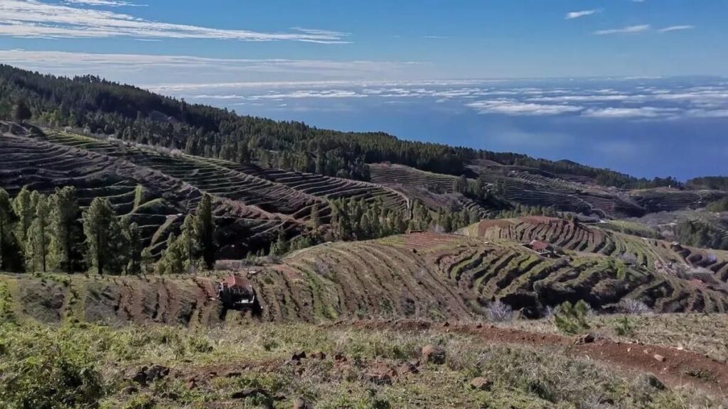 canary islands agricultural land protection challenge file
