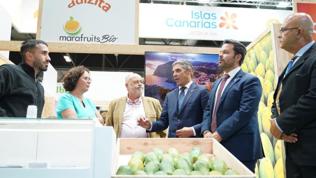 canary islands avocado exports triple 2024 file