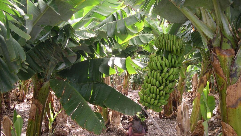 canary islands banana sector reassurance file