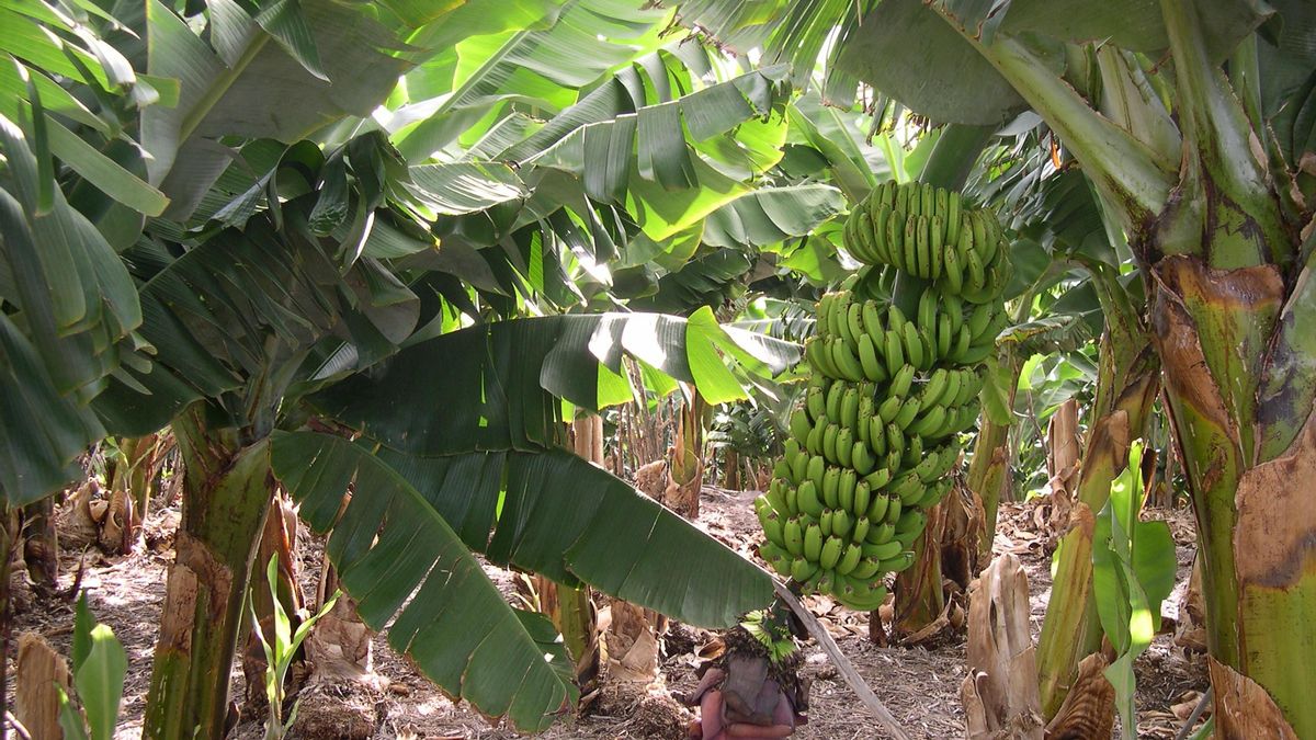 Canary Islands banana sector