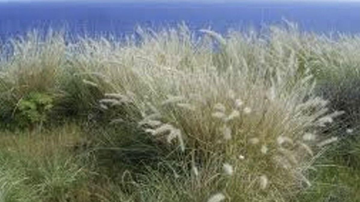 invasive species control Canary Islands