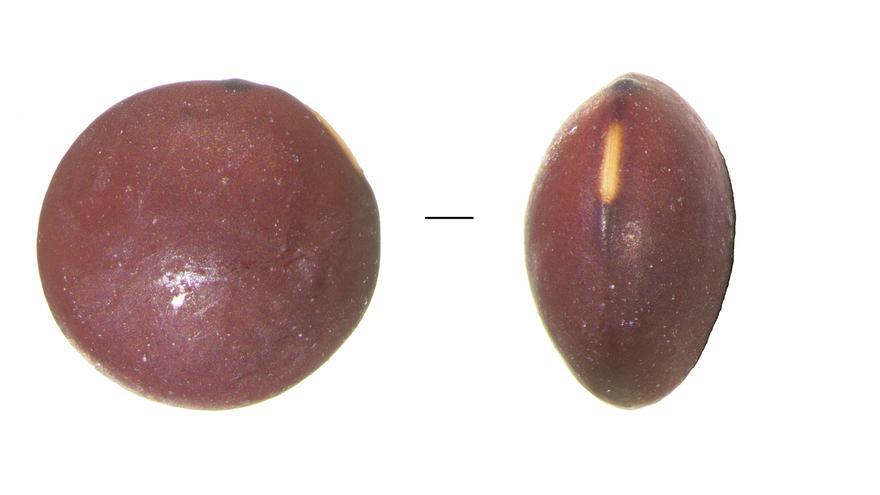 Canary Islands agriculture