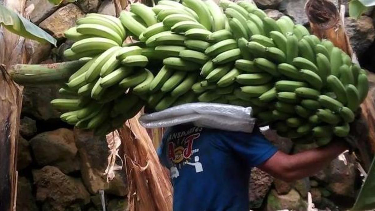 Canary Islands banana market