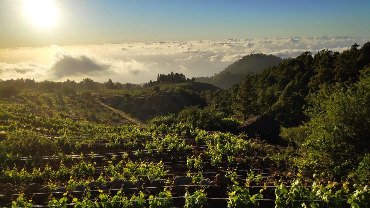 regenerative viticulture Canary Islands