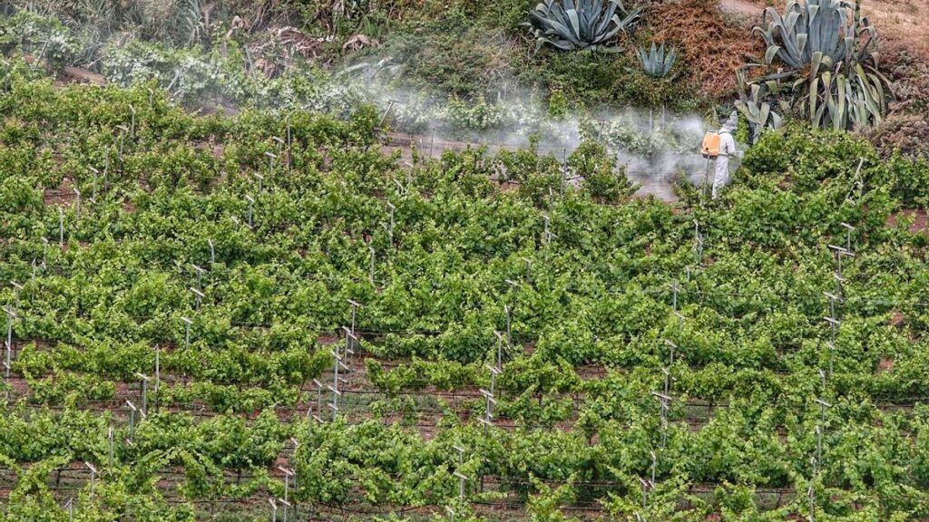 canary islands living museum wine viticulture heritage