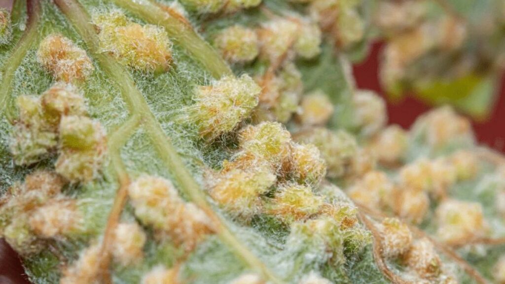 phylloxera soil tenerife vineyards crisis canary islands