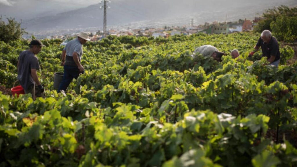 vilaflor de chasna highest vineyard europe tenerife